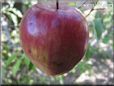 maroon apple
