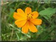 orange cosmos flower