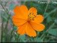 orange cosmos flower