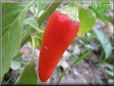 pepper garden plant picture