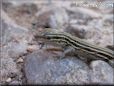young whiptail lizard