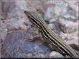 young whiptail lizard