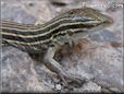  young whip tail lizard pictures