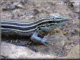 young whiptail lizard