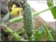 small cucumber