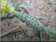 small cucumber