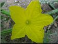 cucumber blossom flower