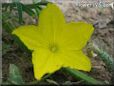 cucumber blossom flower