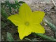 cucumber blossom flower