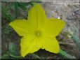 cucumber blossom flower