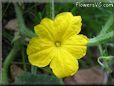 cucumber blossom flower