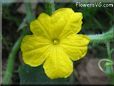 cucumber blossom flower