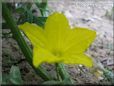 cucumber blossom flower