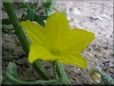 cucumber blossom flower
