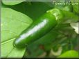 green chile pepper