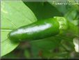 green pepper