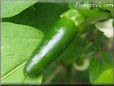 green chili pepper