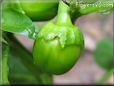 small bell pepper pictures