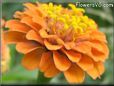  zinnia flower pictures