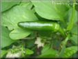 green chile pepper