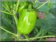 bell pepper