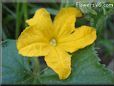 cucumber blossom flower