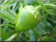 bell pepper