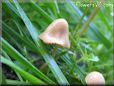  mushroom 