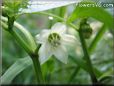 jalapeno blossom flower