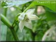 jalapeno blossom flower