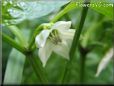 jalapeno blossom flower