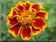 Marigold flower picture