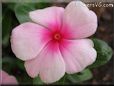 pink maroon vinca flower