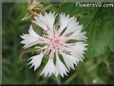 white bachelor button flower