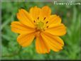 orange cosmos flower