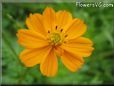 orange cosmos flower