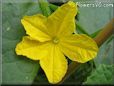 cucumber blossom flower