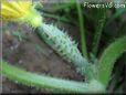 small cucumber