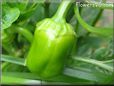 bell pepper