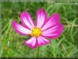 purple white cosmos flower