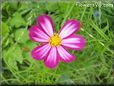 purple white cosmos flower