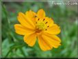orange cosmos flower