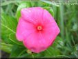  vinca flower pictures