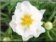 white moss rose flower