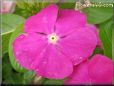  vinca flower pictures