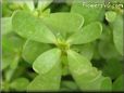 purslane