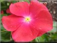  vinca flower pictures