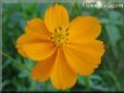 orange cosmos flower