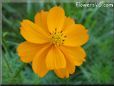 orange cosmos flower