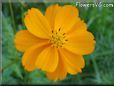 orange cosmos flower